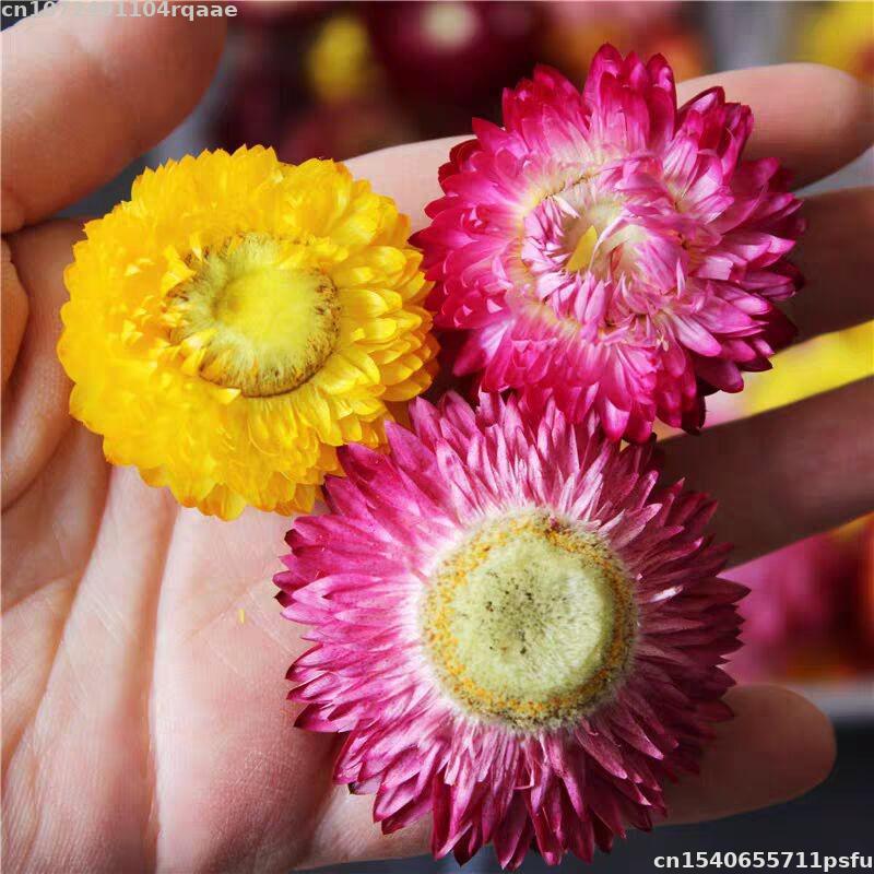 Candle Making Material Wholesale - 100% natürliche getrocknete Blumen Bracteantha Bracteata